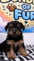 Aladdin, a male Shorkie for sale in Chicago, IL – 3 of 3