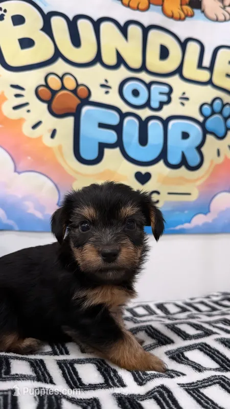 Aladdin – Shorkie puppy for sale in Chicago, IL