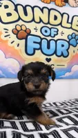 Aladdin, a male Shorkie for sale in Chicago, IL – 1 of 3