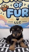 Aladdin, a male Shorkie for sale in Chicago, IL – 2 of 3