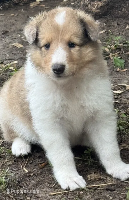 Sable Merle Male – Collie puppy for sale in Centerview, MO