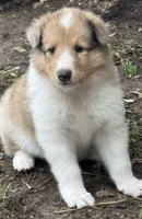 Sable Merle Male, a male Collie for sale in Centerview, MO – 1 of 5