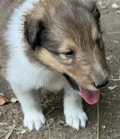 Sable Female, a female Collie for sale in Centerview, MO – 7 of 7