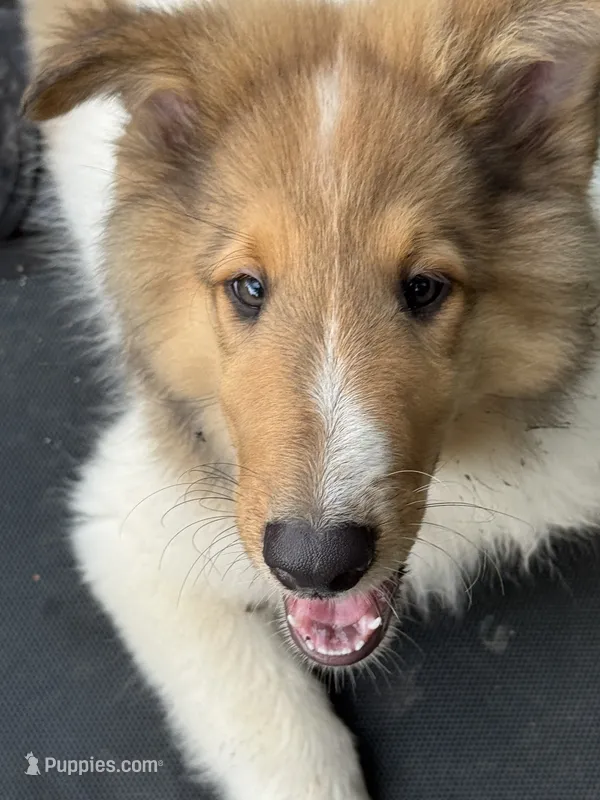 Jasper – Collie puppy for sale in Centerview, MO
