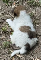 Sable Merle White Female, a female Collie for sale in Centerview, MO – 2 of 6
