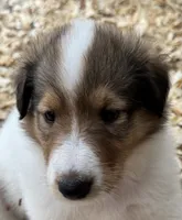 Sable Merle White Male, a male Collie for sale in Centerview, MO – 5 of 5