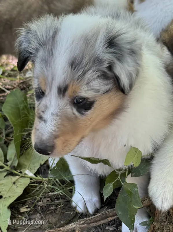Blue Merle Male – Collie puppy for sale in Centerview, MO