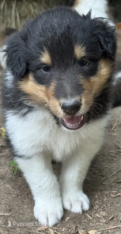 Tr-Color Male – Collie puppy for sale in Centerview, MO