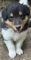 Tr-Color Male, a male Collie for sale in Centerview, MO – 3 of 5