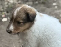 Sable Merle White Male, a male Collie for sale in Centerview, MO – 3 of 5