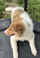 Jasper, a male Collie for sale in Centerview, MO – 2 of 10