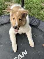 Jasper, a male Collie for sale in Centerview, MO – 3 of 10