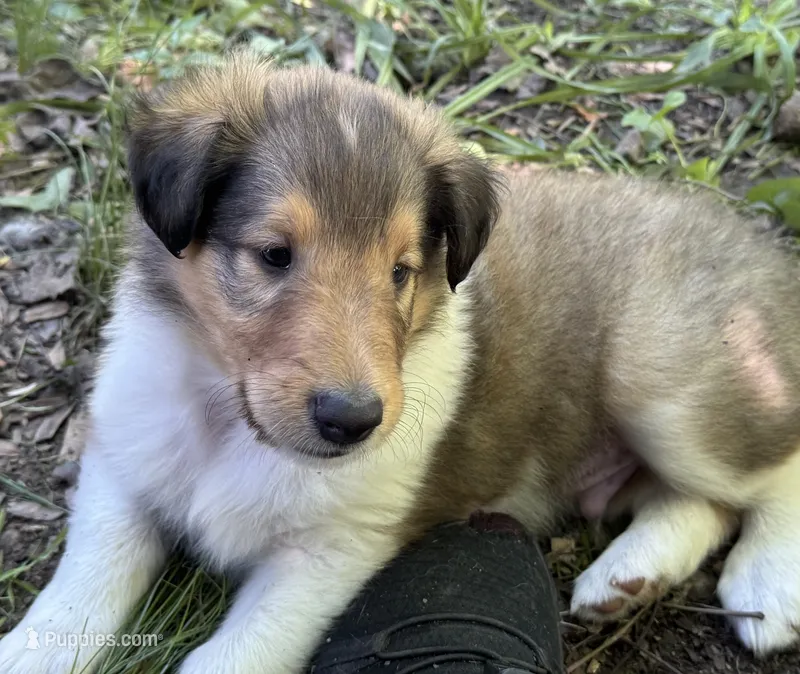 Sable male – Collie puppy for sale in Centerview, MO