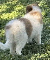Jasper, a male Collie for sale in Centerview, MO – 8 of 10