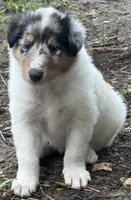 Blue Merle White Male, a male Collie for sale in Centerview, MO – 8 of 8