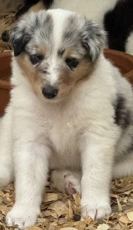 Blue Merle Male – Collie puppy for sale in Centerview, MO