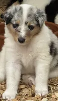 Blue Merle Male, a male Collie for sale in Centerview, MO – 1 of 7