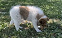 Jasper, a male Collie for sale in Centerview, MO – 5 of 10