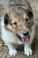Sable Female, a female Collie for sale in Centerview, MO – 5 of 7