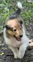 Pending: Sable Female, a female Collie for sale in Centerview, MO – 2 of 8
