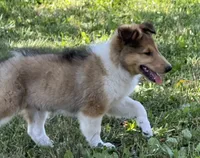 Teddy, a male Collie for sale in Centerview, MO – 8 of 10