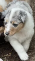 Blue Merle Male, a male Collie for sale in Centerview, MO – 3 of 7