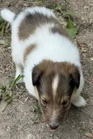 Sable Merle White Female, a female Collie for sale in Centerview, MO – 3 of 6