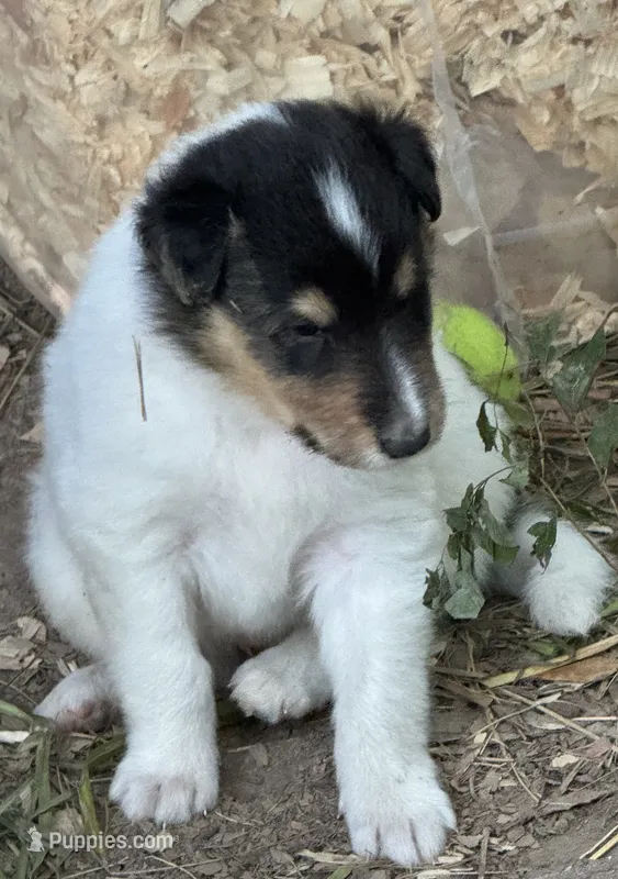 Tri-Color White Male – Collie puppy for sale in Centerview, MO