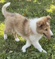 Fabian , a male Collie for sale in Centerview, MO – 4 of 10