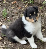 Tri Color Female, a female Collie for sale in Centerview, MO – 2 of 7