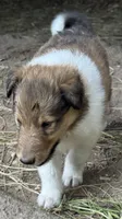 Sable Female, a female Collie for sale in Centerview, MO – 6 of 7