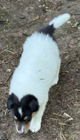 Tri-Color White Male, a male Collie for sale in Centerview, MO – 3 of 9