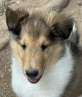 Teddy, a male Collie for sale in Centerview, MO – 5 of 10