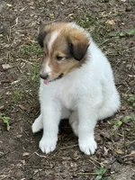Jasper, a male Collie for sale in Centerview, MO – 9 of 10