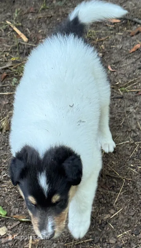Tri-Color White Male – Collie puppy for sale in Centerview, MO