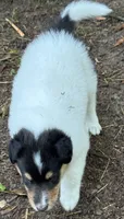 Tri-Color White Male, a male Collie for sale in Centerview, MO – 1 of 9