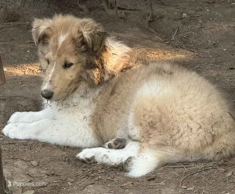 Sable Merle Female – Collie puppy for sale in Centerview, MO