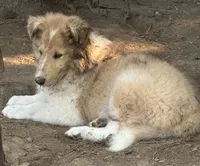 Sable Merle Female, a female Collie for sale in Centerview, MO – 1 of 2