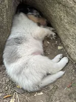 Blue Merle White Male, a male Collie for sale in Centerview, MO – 7 of 8