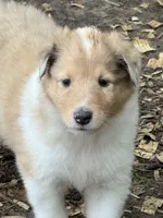 Sable Merle Female, a female Collie for sale in Centerview, MO – 4 of 5