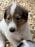 Sable Merle White Male, a male Collie for sale in Centerview, MO – 2 of 5