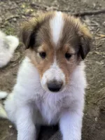 Pending: Sable Merle White Male, a male Collie for sale in Centerview, MO – 8 of 9