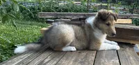 Teddy, a male Collie for sale in Centerview, MO – 7 of 10