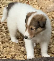 Sable Merle White Male, a male Collie for sale in Centerview, MO – 3 of 5