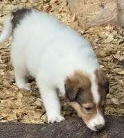 Sable Merle White Male, a male Collie for sale in Centerview, MO – 4 of 5