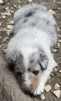 Blue Merle Male, a male Collie for sale in Centerview, MO – 7 of 7