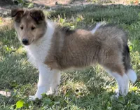 Teddy, a male Collie for sale in Centerview, MO – 2 of 10