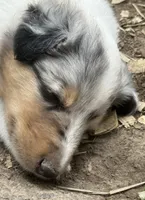 Blue Merle Male, a male Collie for sale in Centerview, MO – 2 of 7