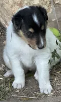 Tri-Color White Male, a male Collie for sale in Centerview, MO – 9 of 9