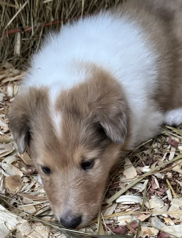 Sable Merle Female – Collie puppy for sale in Centerview, MO